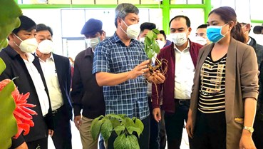 Đà Nẵng nâng tầm giá trị Sâm Việt Nam