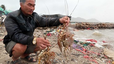 Không thể để người nuôi tôm hùm mãi “trắng tay” sau mỗi mùa bão lũ