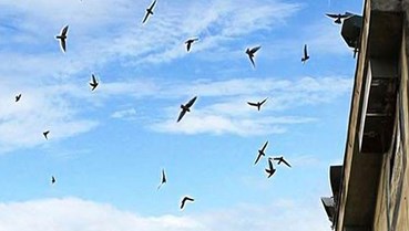 TP Huế ban hành danh mục lớn khu vực cấm nuôi chim yến, siết quản lý môi trường đô thị