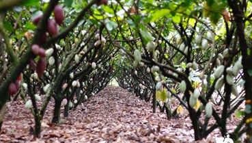 Doanh nhân Trần Quốc Tùng và khát vọng kinh tế xanh dưới tán cacao