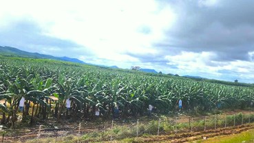 Hướng đi của nông nghiệp hàng hóa xuất khẩu ở Tây Nguyên