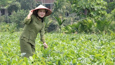 Người trẻ và lựa chọn khác biệt: Gắn bó với cây chè giữa đại ngàn