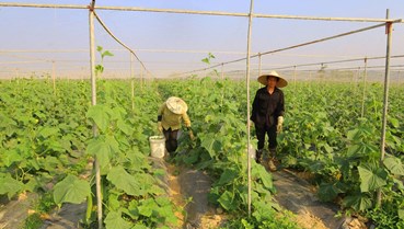 Khơi dậy khát vọng lập nghiệp trên đồng đất quê hương
