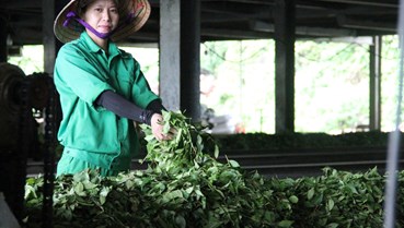 Nghệ An: Phát triển chuỗi giá trị OCOP xanh – Tăng trưởng không đánh đổi môi trường