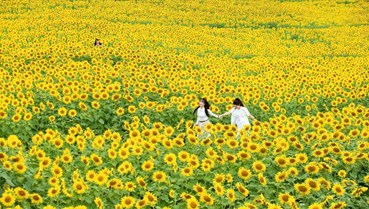 Sắc vàng Nghĩa Đàn gọi mùa: Du lịch miền Tây xứ Nghệ sôi động những ngày cuối năm