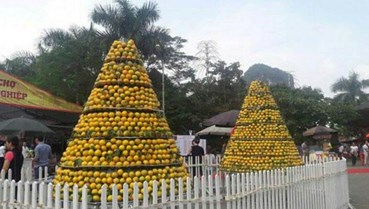 Hòa Bình: Nhiều giải pháp để nâng cao chất lượng, giá trị của cam Cao Phong
