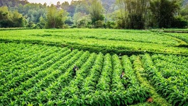 Phát triển vùng nguyên liệu ở Cao Bằng: Nền móng cho nông nghiệp xanh và bền vững
