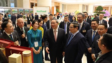 Chè Lào Cai: Chủ lực bền vững nhờ chính sách mở đường phát triển