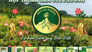 Phát huy giá trị dược liệu Việt trong nghiên cứu và hỗ trợ điều trị bệnh lý cơ xương khớp