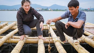 Quảng Bình: Đầu tư hàng tỷ đồng,  nuôi hàu đại dương ở cửa sông Gianh
