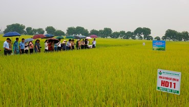 HADICO ĐẨY MẠNH GIỐNG LÚA CHẤT LƯỢNG CAO: BƯỚC ĐI CHIẾN LƯỢC CHO NÔNG NGHIỆP XANH