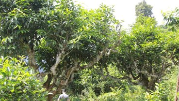 Nâng tầm giá trị trà Shan tuyết, đưa sản phẩm chinh phục thị trường