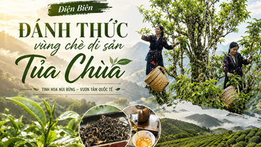 Điện Biên - Đánh thức vùng chè di sản Tủa Chùa
