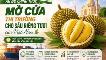 Sầu riêng Việt Nam chính thức có thêm “tấm vé” vào thị trường Ấn Độ
