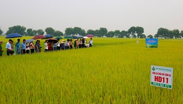     Nông nghiệp Hà Nội tăng trưởng ấn tượng