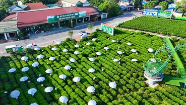 Chè Thái Nguyên minh bạch hóa nguồn gốc chè