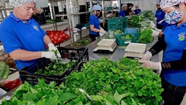 Nông nghiệp Hà Nội: Hành trình vươn mình mạnh mẽ và khẳng định thương hiệu