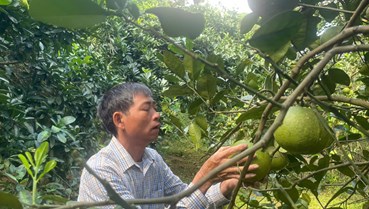 Trồng bưởi theo tiêu chuẩn VietGAP cho hiệu quả cao