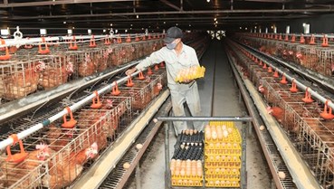 Hiện đại hóa chăn nuôi Hà Nội trong kỷ nguyên công nghệ số