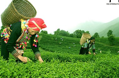 Đẩy mạnh xuất khẩu trà và cà phê sang thị trường Trung Quốc