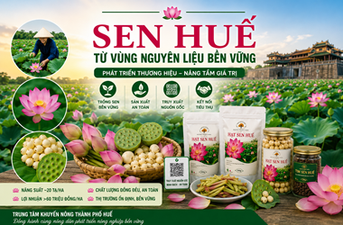 Phát triển thương hiệu sen Huế từ vùng nguyên liệu bền vững