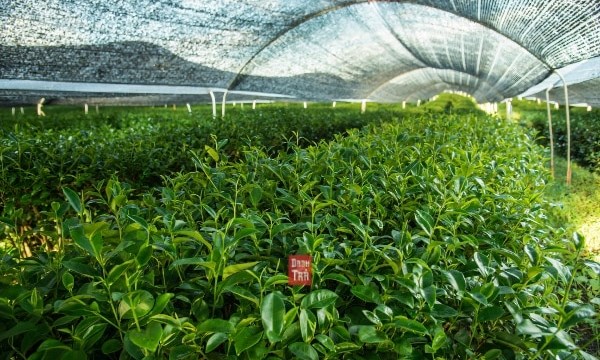 Trồng trà xanh đơn giản tại nhà