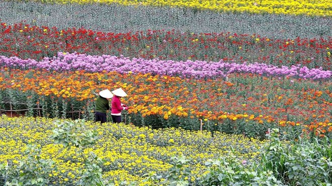 Làng hoa Nhật Tân trước thềm Tết Bính Ngọ: Sắc xuân nở giữa nhiều nỗi lo