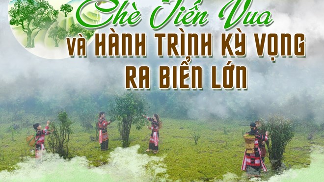 Bài cuối: Chè tiến vua và hành trình kỳ vọng ra biển lớn