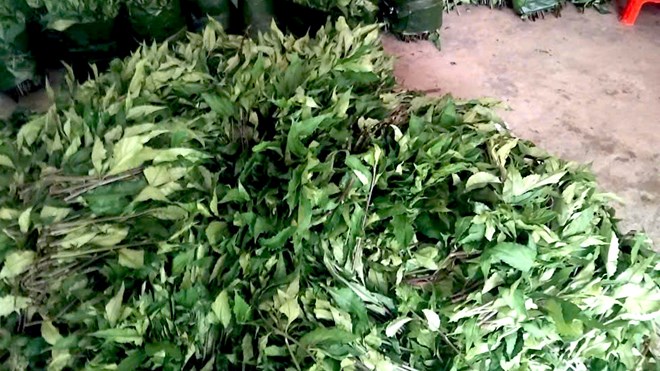 Rau lủi: Từ rau rừng thành sinh kế của người dân nơi đại ngàn
