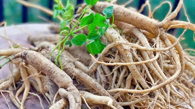 Đảng sâm và hướng đi mới cho ngành dược liệu Việt Nam