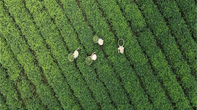 Chuyển dịch chuỗi giá trị ngành rau quả: Nâng cao chất lượng và giải pháp thâm nhập các thị trường lớn