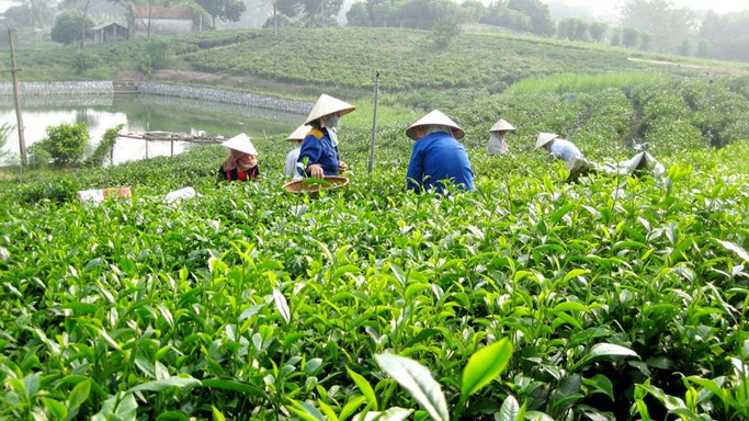 Ngành chè chịu sức ép kép từ thời tiết và rào cản kỹ thuật tại thị trường truyền thống