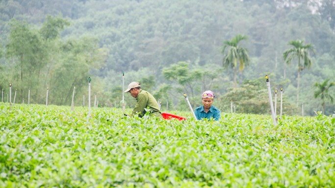 Cây chè – “đòn bẩy” giúp người dân xã biên giới Sơn Hồng đổi thay