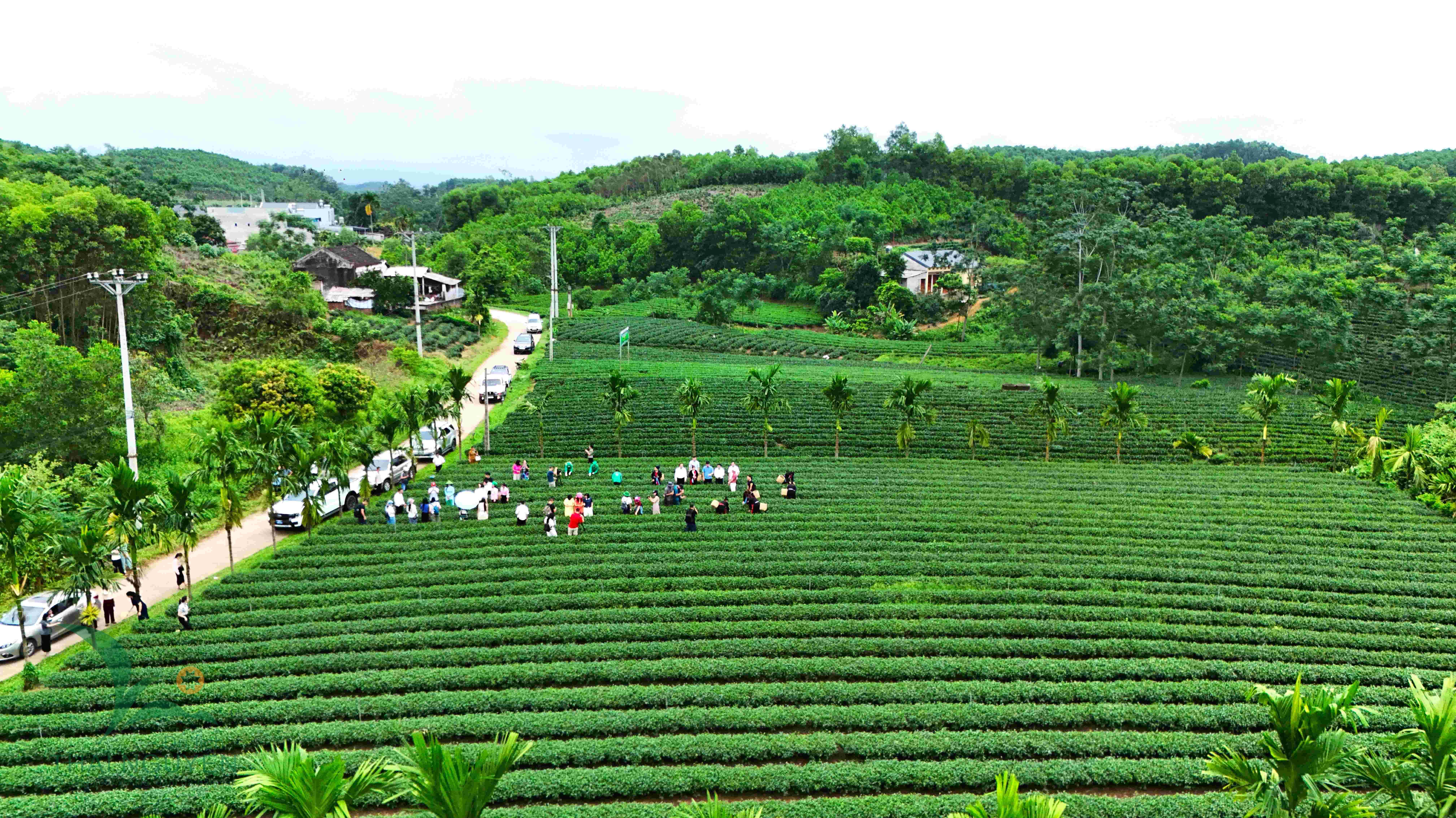 Khai thác giá trị đồi chè cổ gắn với mục tiêu phát triển sinh kế bền vững ở Vô Tranh - Ảnh 2