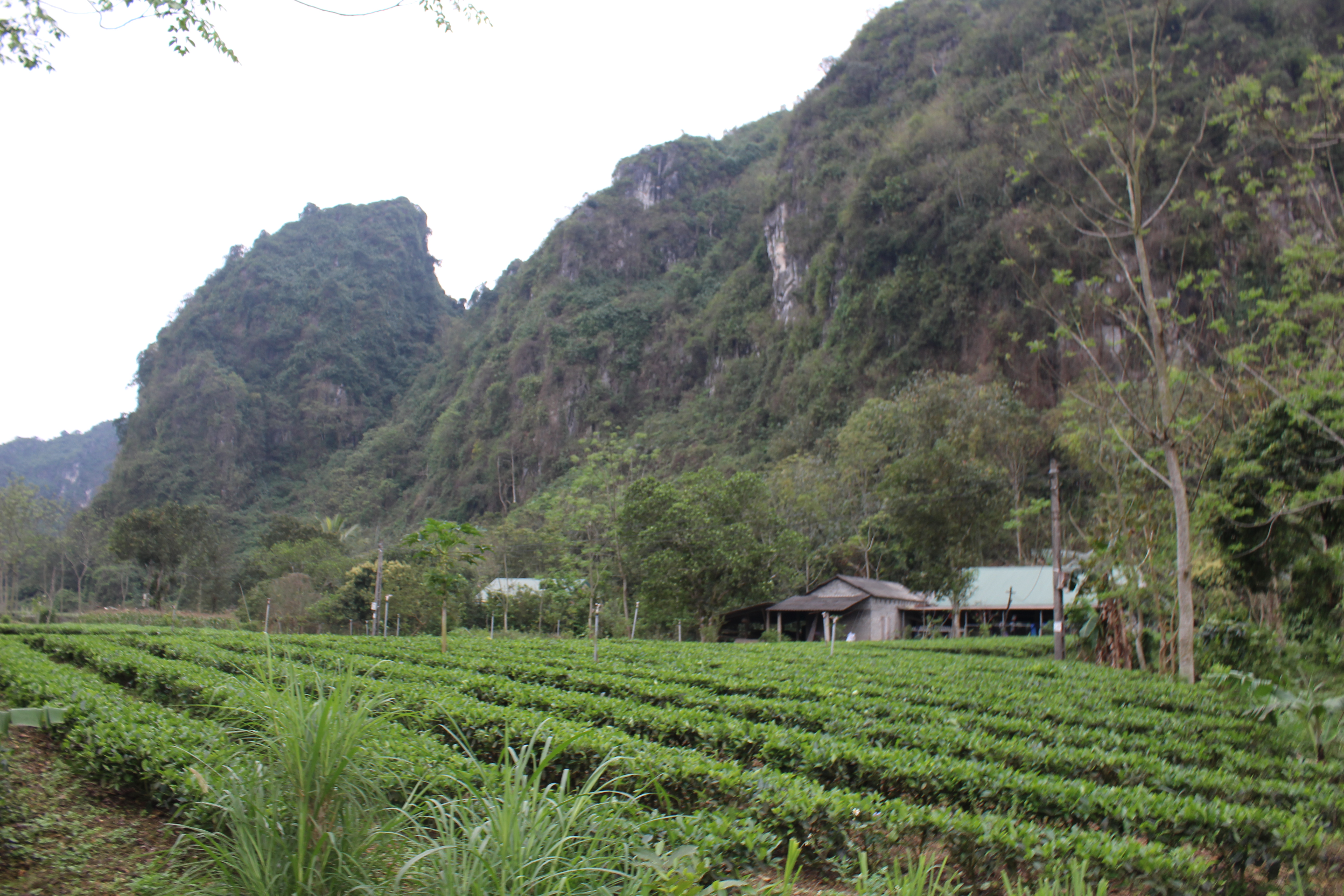 Vùng chè sản xuất hữu cơ an toàn tại xã Phú Đô, huyện Phú Lương. Ảnh: Phi Long.