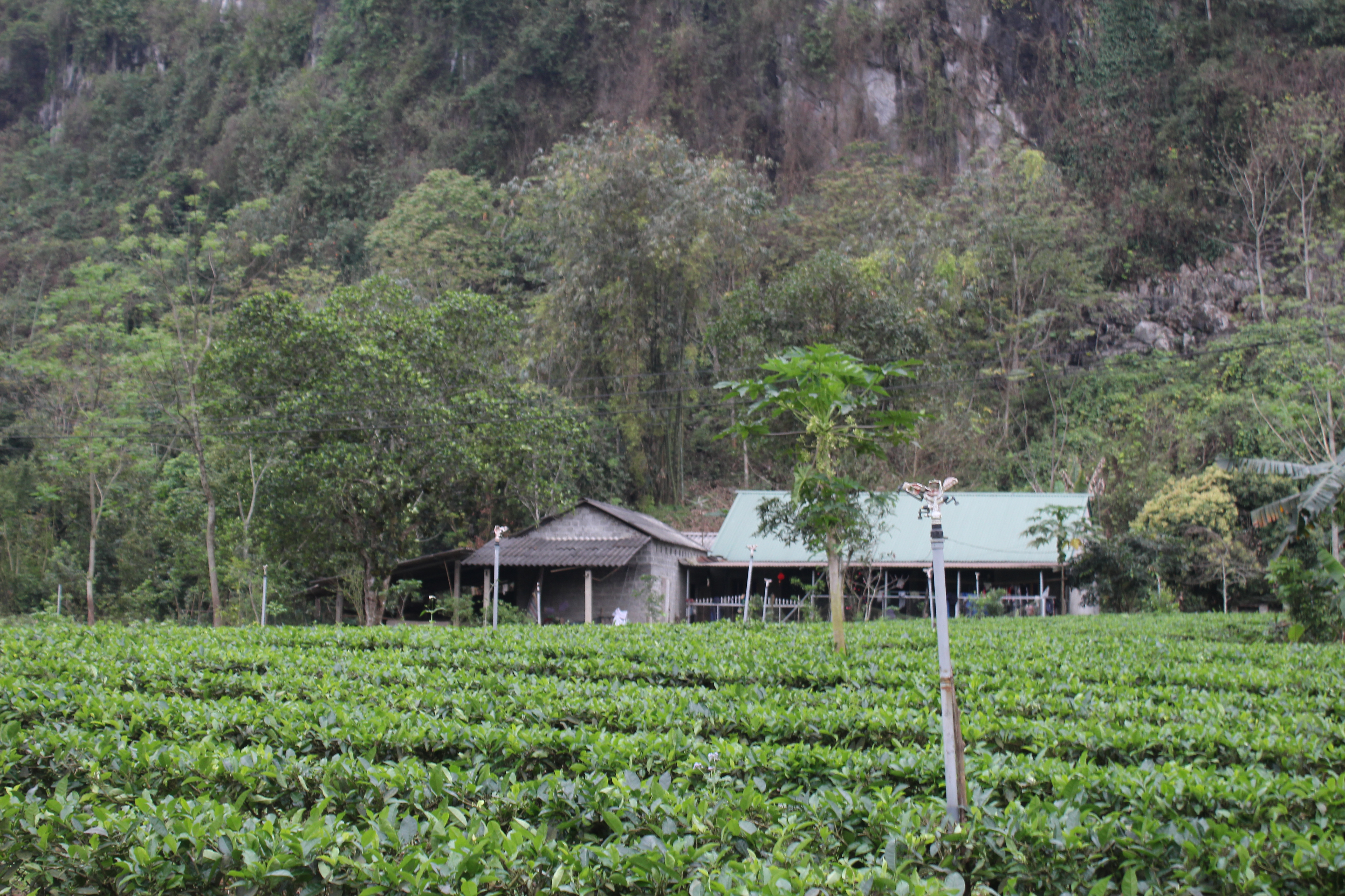 Đến nay, diện tích chè được chứng nhận mới, chứng nhận lại VietGAP, hữu cơ của huyện Phú Lương đạt 1.127,7 ha. Ảnh: Phi Long.