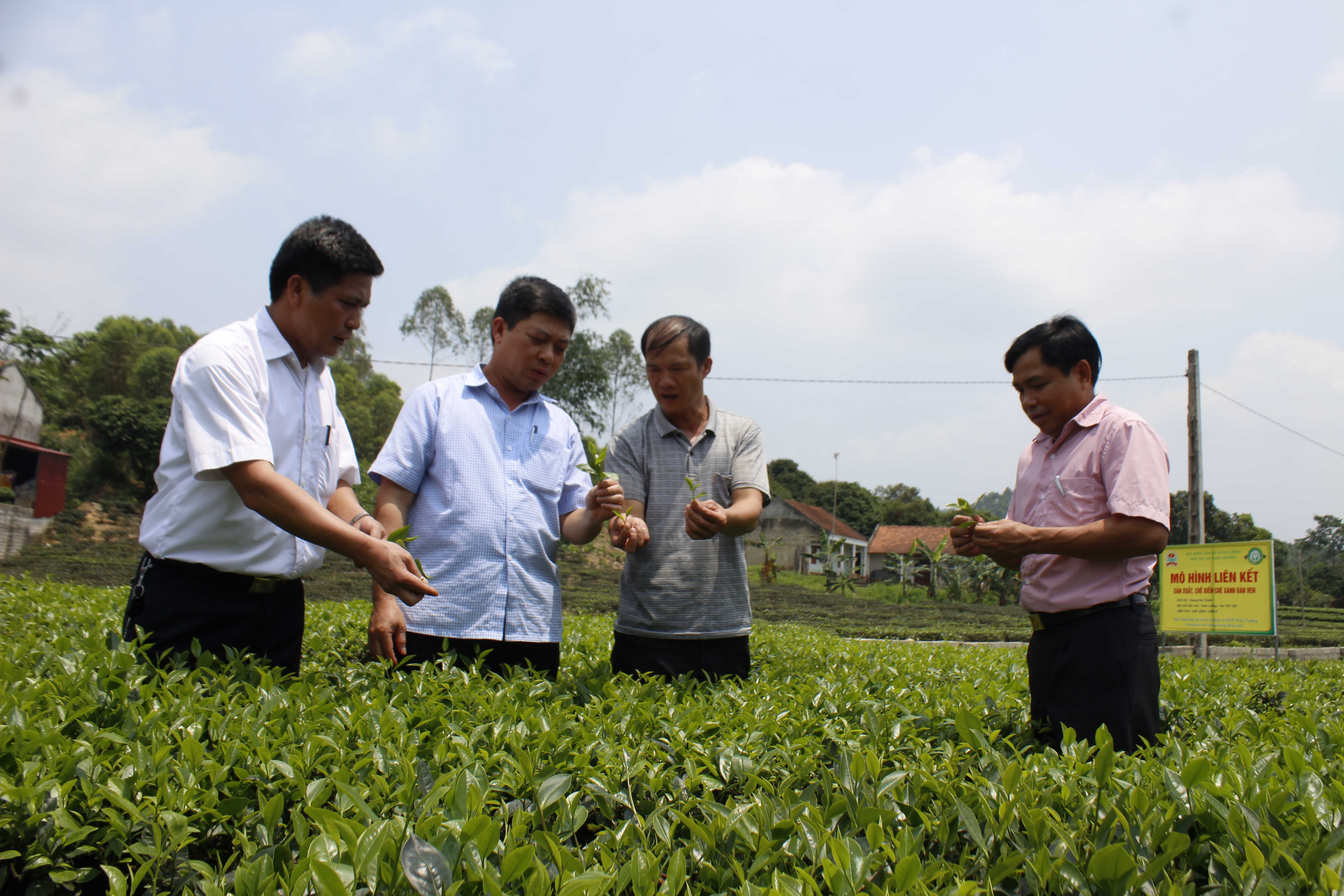 Đoàn lãnh đạo xã Xuân Lương tại mô hình liên kết sản xuất và chế biến chè xanh Bản Ven của HTX Thân Trường. Ảnh: Sơn Thủy.