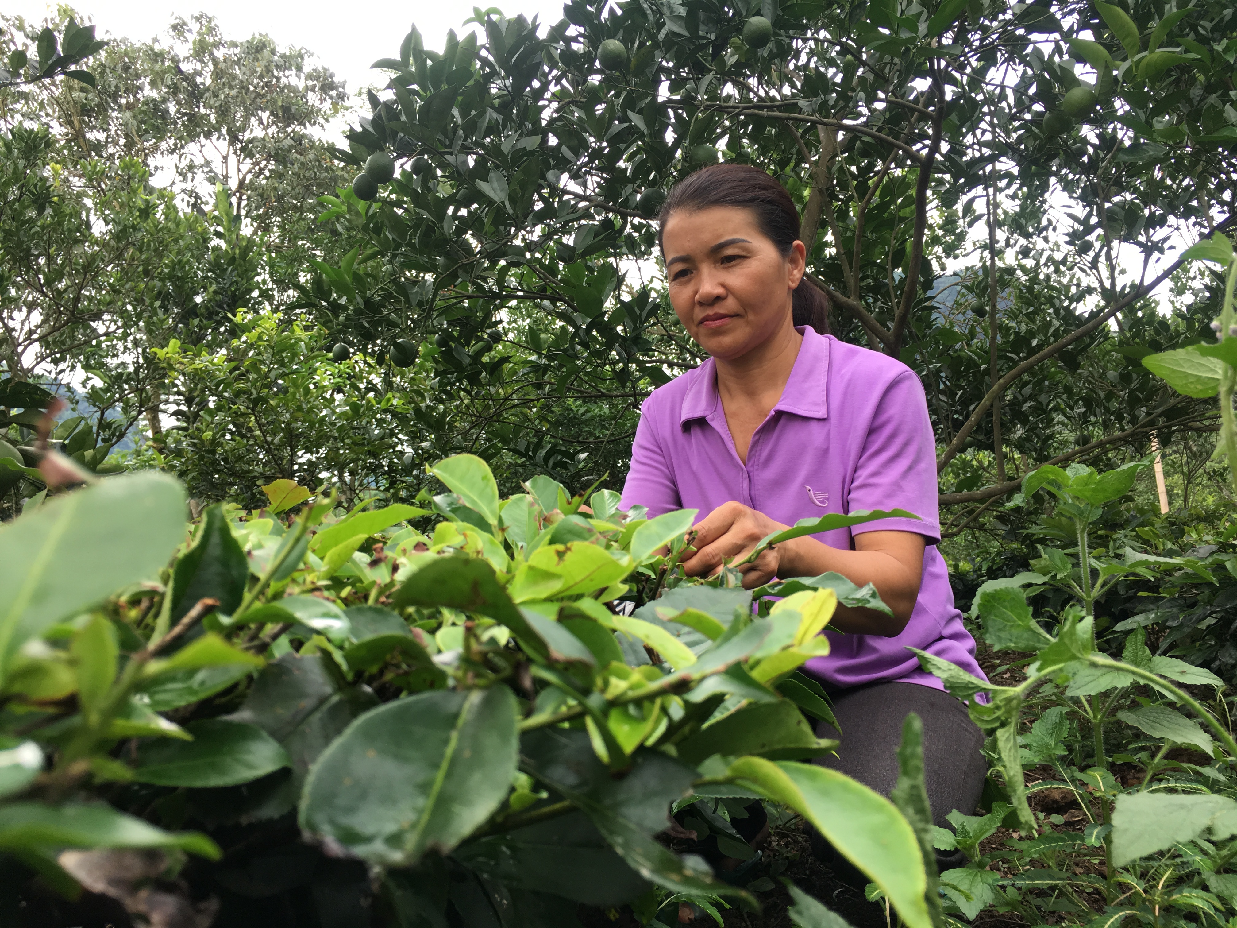 Từ khi chuyển sang trồng chè, đời sống của gia đình bà Khánh đã khá giả hơn so với trước.