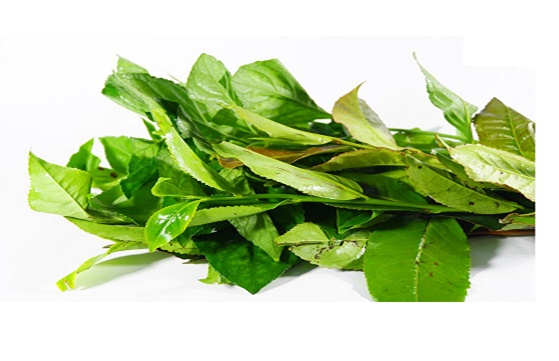 Hướng dẫn cách nấu lá trà xanh tươi Thái Nguyên đúng chuẩn