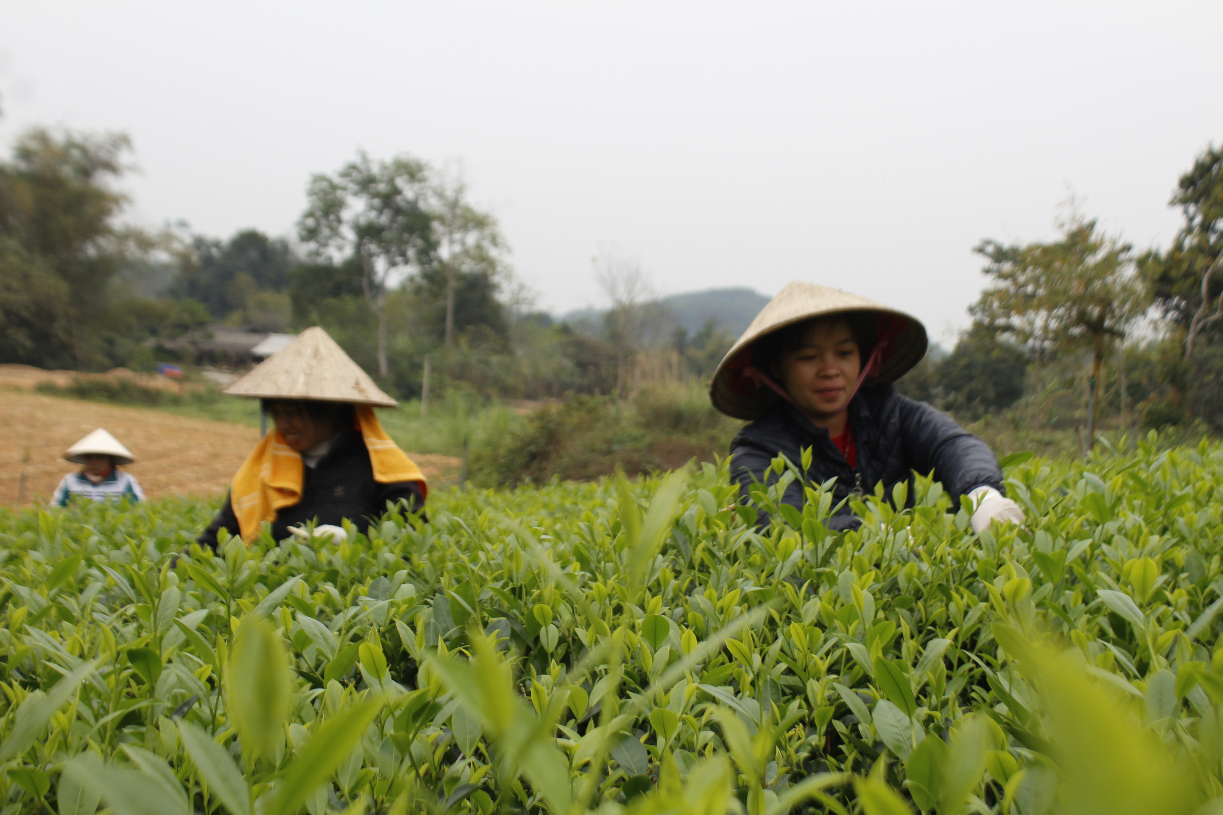 Người dân xã Văn Hán (Đồng Hỷ) thu hái chè - Ảnh: Sơn Thủy.