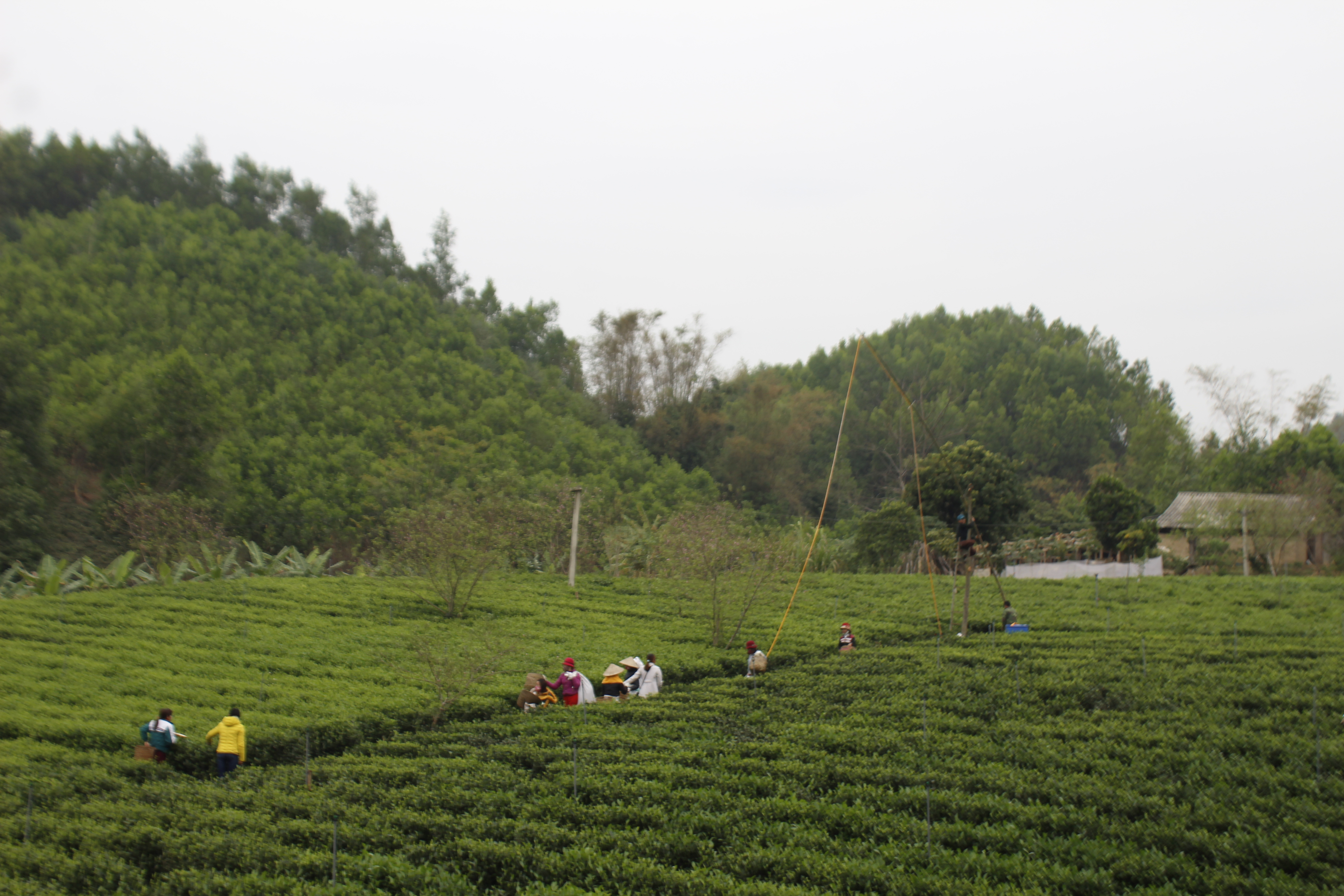 Vùng chè của HTX trà Thái Minh, xóm Phả Lý, xã Văn Hán, huyện Đồng Hỷ (Thái Nguyên) - Ảnh: Sơn Thủy.