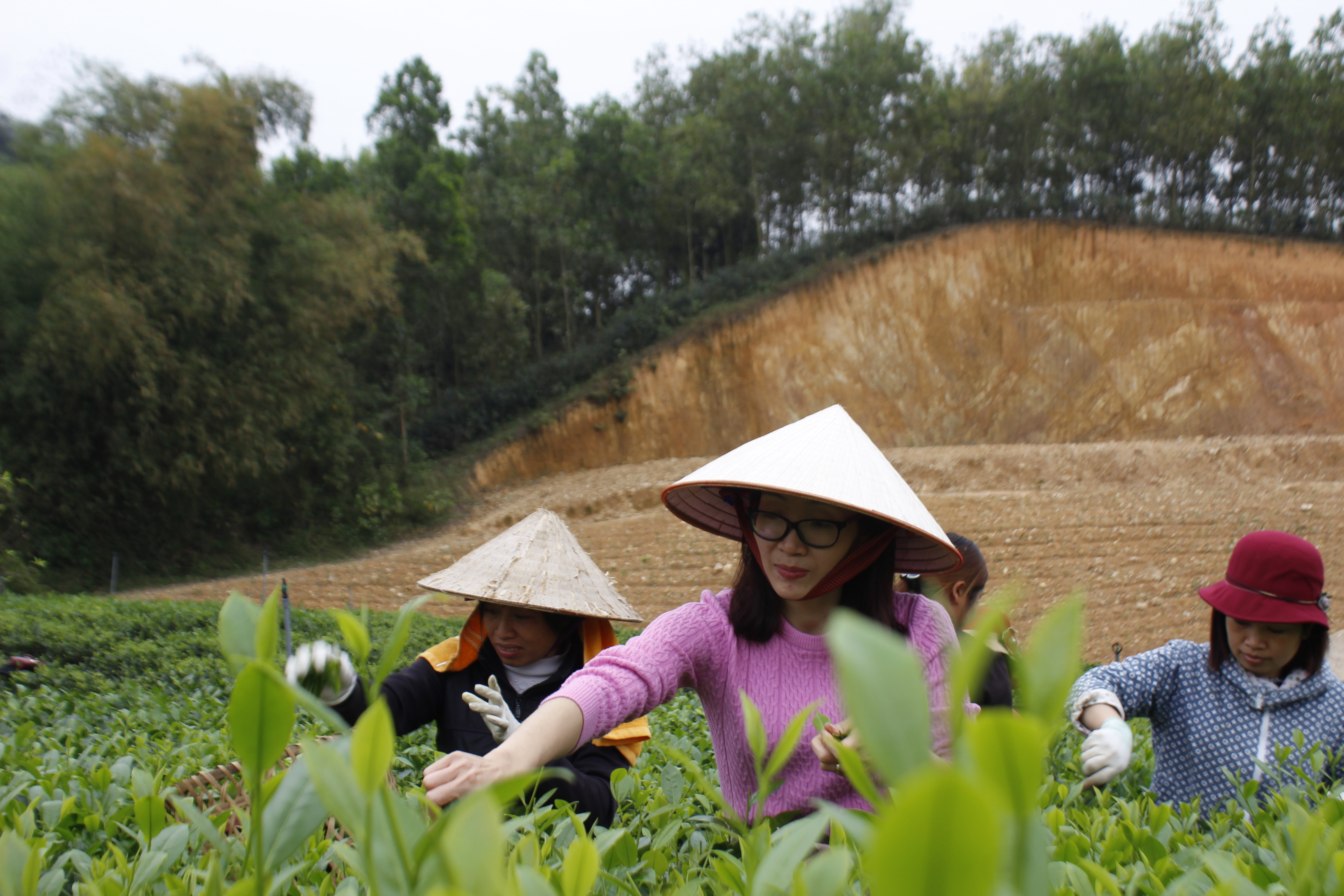 Huyện Đồng Hỷ tập trung ph&#225;t triển gi&#225; trị v&#249;ng ch&#232;, khai mở tiềm năng về ph&#225;t triển du lịch - Ảnh 1