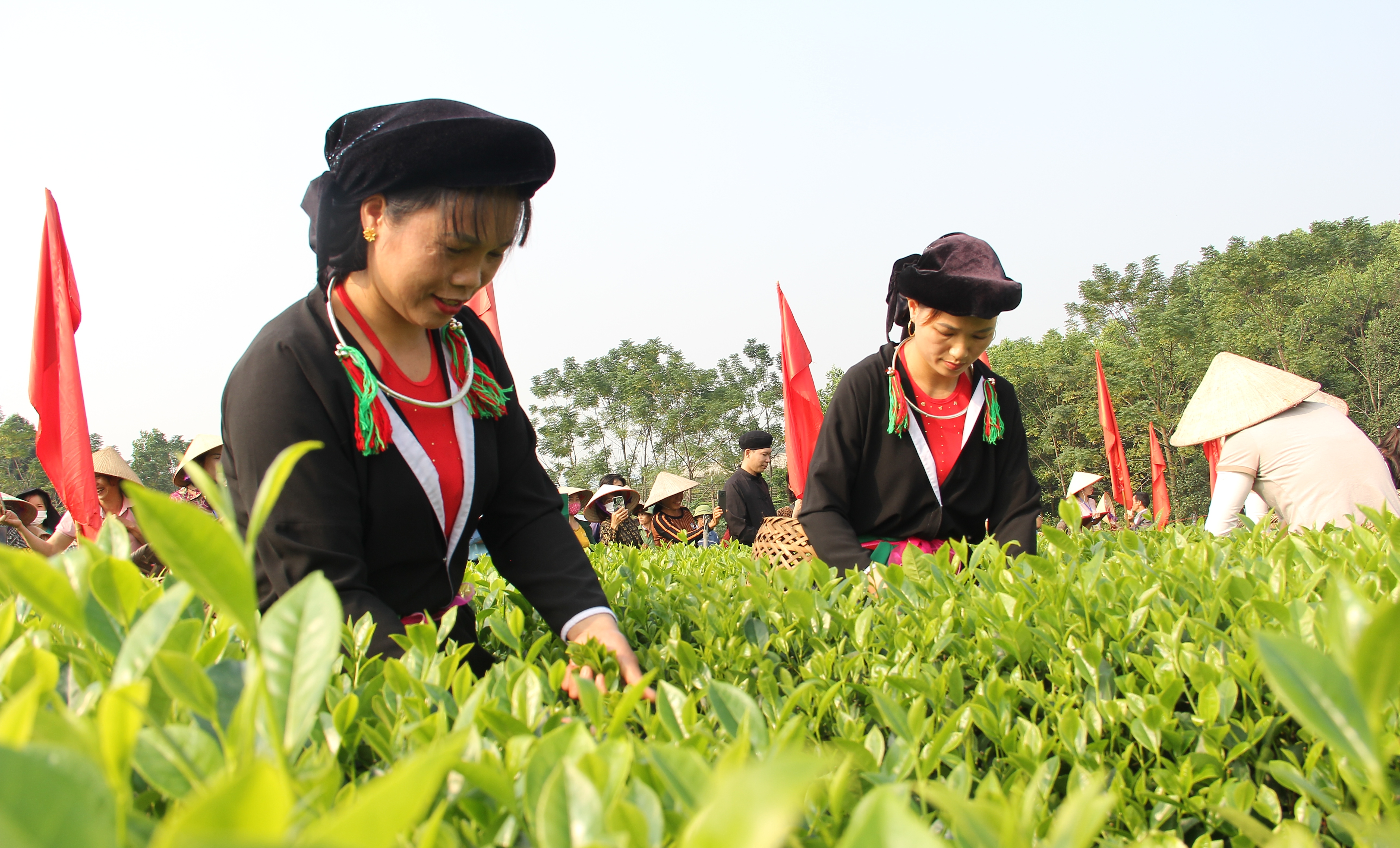 Phần thi hái chè tại 