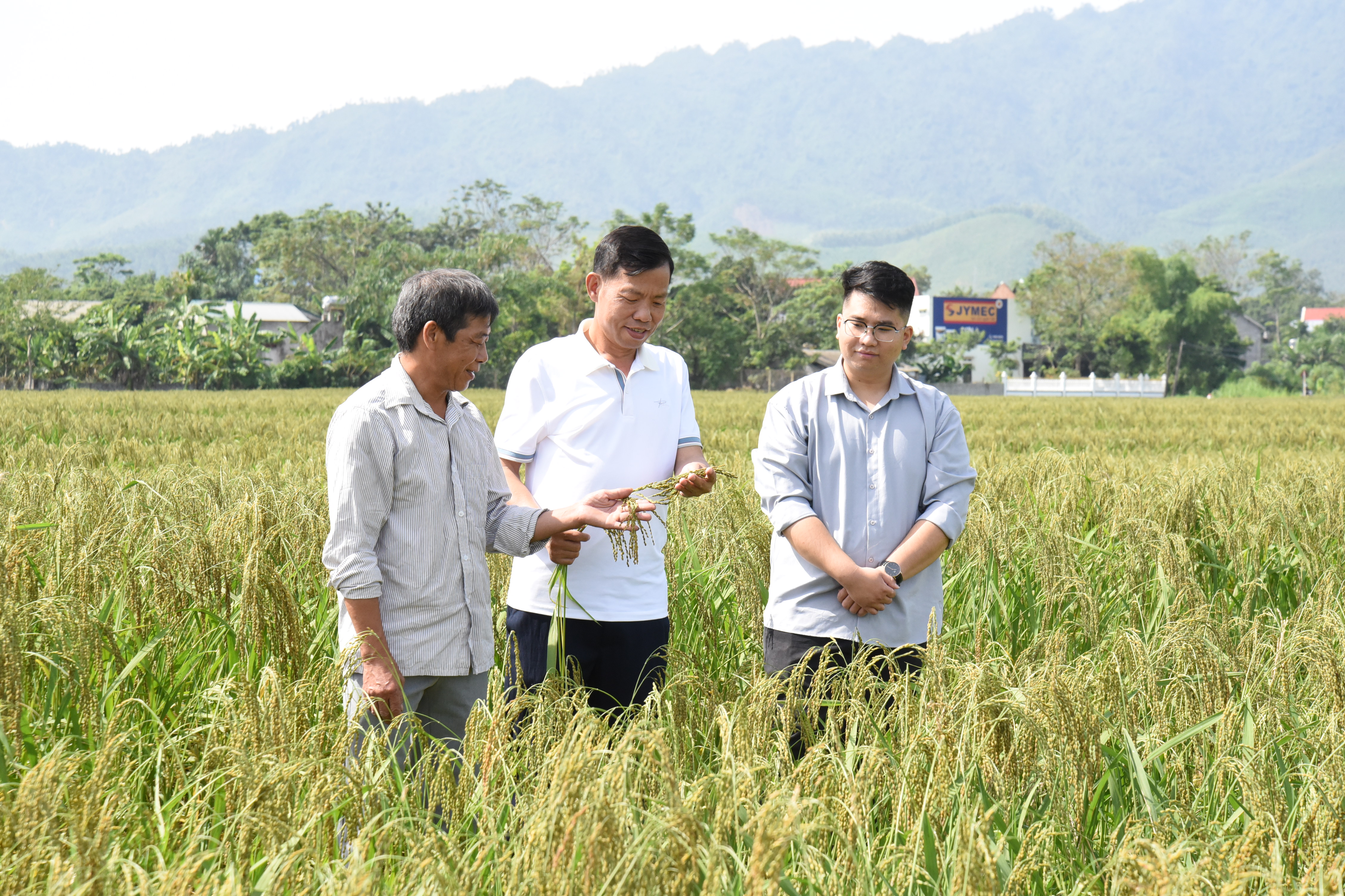 Lúa đặc sản nếp Quạ Đen của xã Thắng Sơn, huyện Thanh Sơn đã hoàn thiện các tiêu chí và hồ sơ đăng ký sản phẩm OCOP 3 sao của tỉnh trong năm 2024.