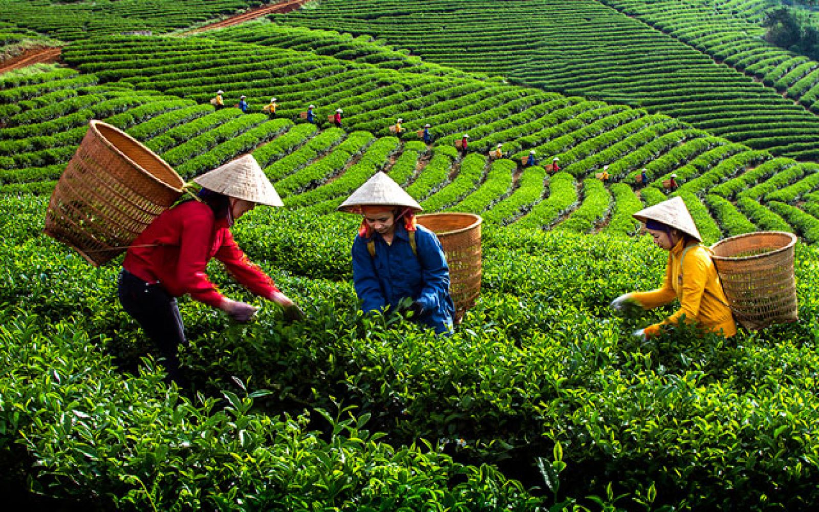 Thị trường chè Việt Nam và thế giới trong tháng 9/2021 dưới tác động của Covid-19 - Ảnh 1