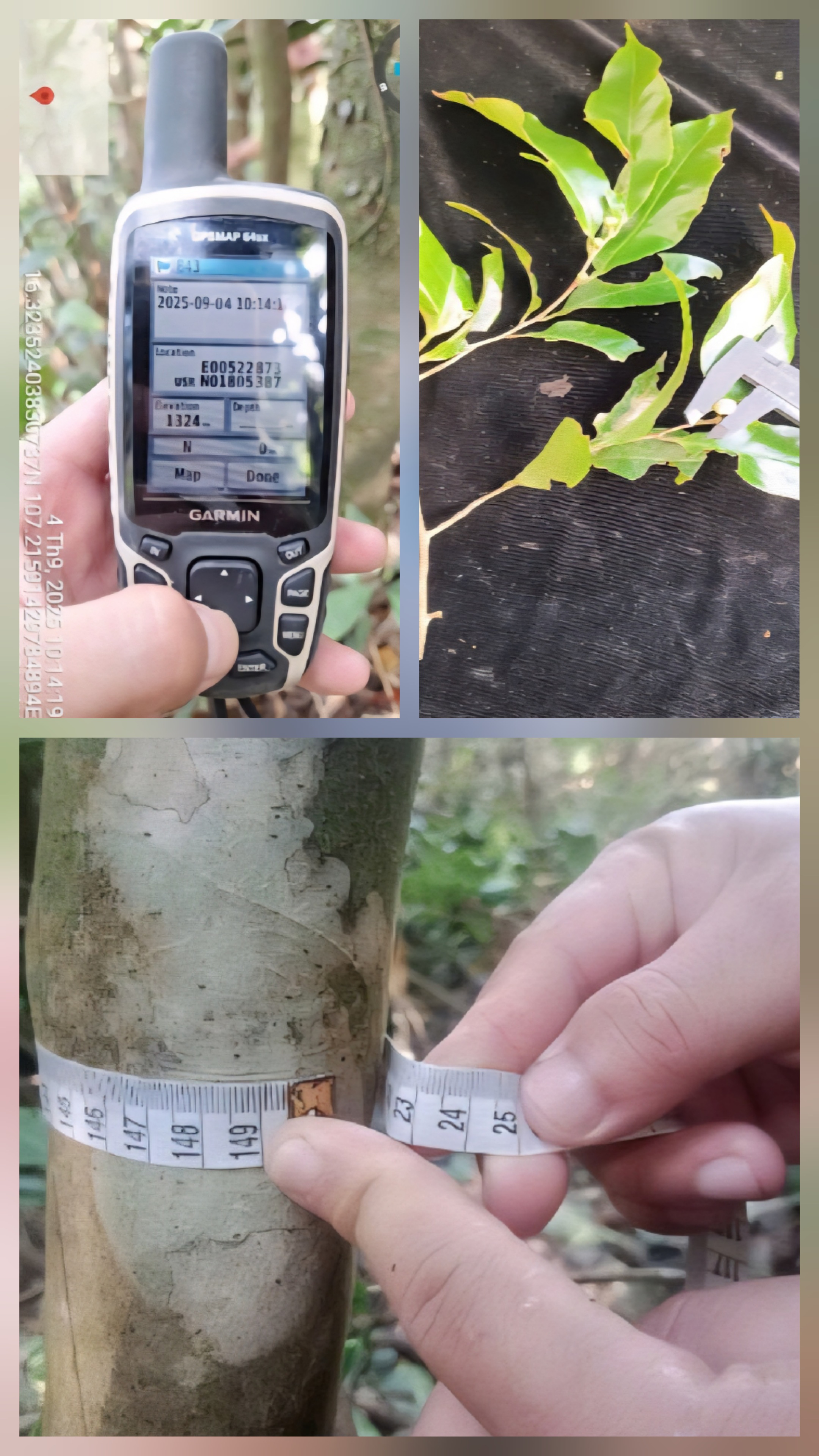 H&igrave;nh ảnh c&acirc;y ch&egrave; Shan cổ thụ mọc tr&ecirc;n n&uacute;i cao ở A Lưới.