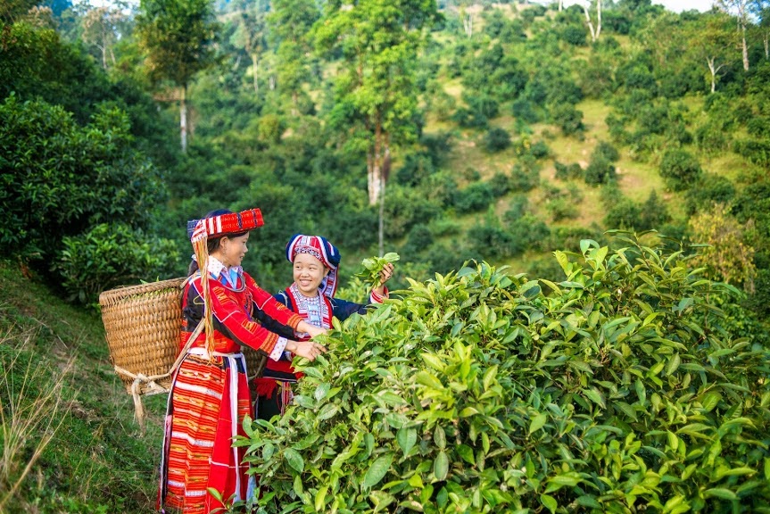 Hà Giang: Nâng cao chất lượng sản phẩm - giải pháp chủ lực để chè Quang  Bình vượt khó qua đại dịch