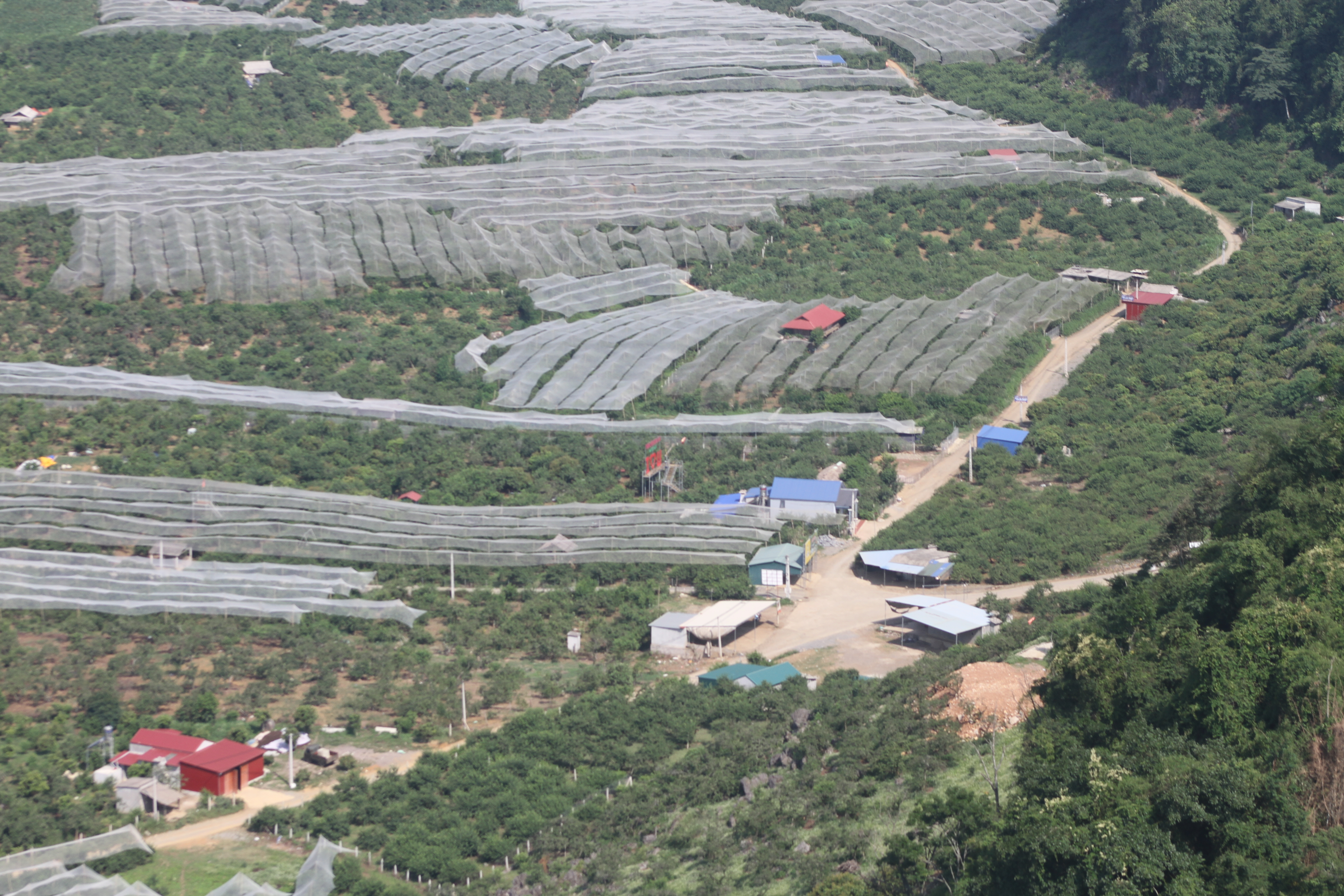 Một góc thung lũng mận Nà Ka,rộng hơn 100 ha tại thị trấn Nông   trường Mộc Châu