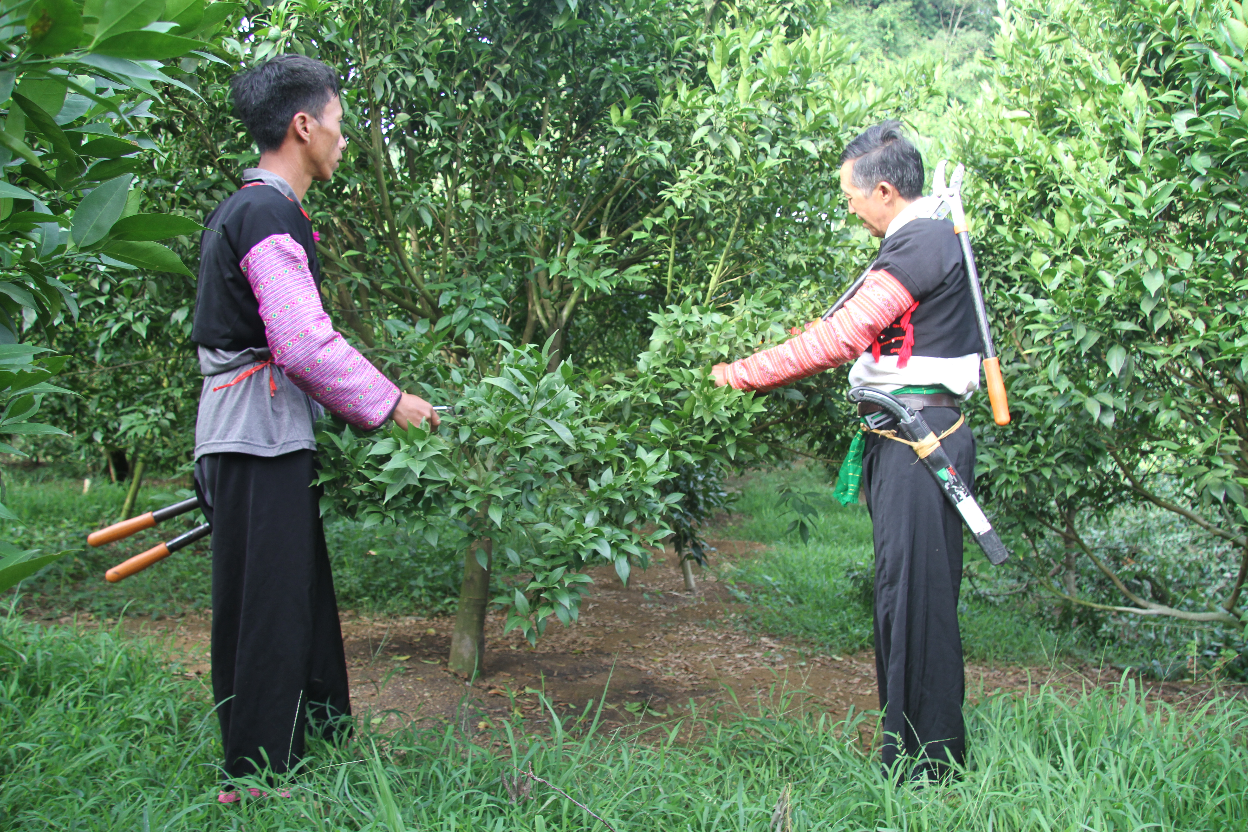 Ông Hàng A Sở, thành viên HTX, hướng dẫn  người dân chăm sóc cây cam đường canh