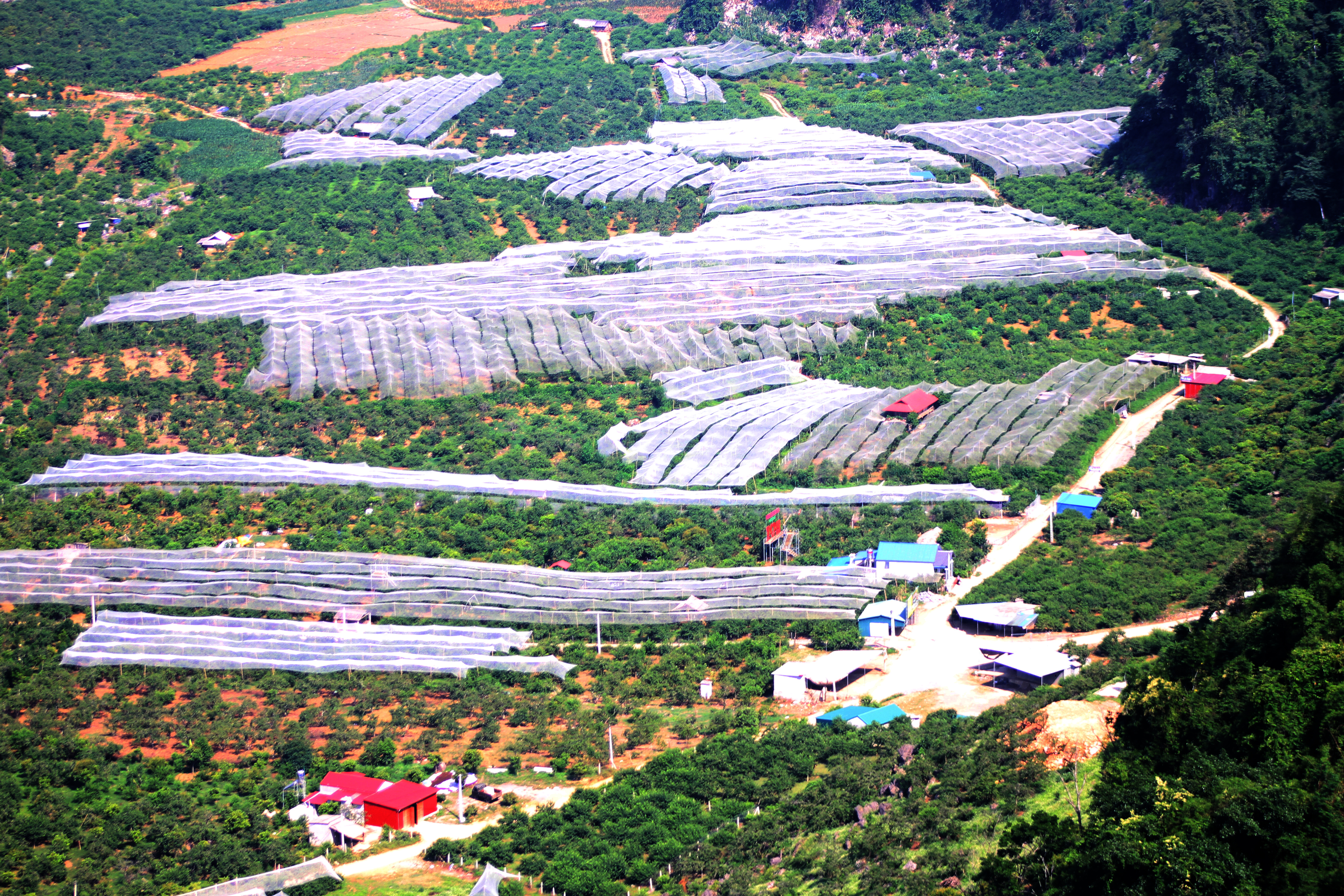 Thung lũng mận hậu Nà Ka với diện tích hơn 100 ha được người dân đầu tư làm hệ thống lưới che mưa đá, sương muối cho hiệu quả năng suất cao.